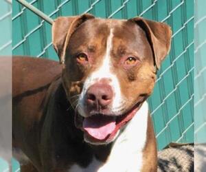 Rottweiler-American Pit Bull Terrier Dogs for adoption in San Luis Rey, CA, USA
