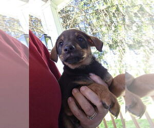 Chihuahua-Unknown Mix Dogs for adoption in Aurora, IN, USA