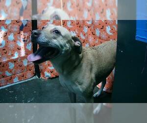 American Pit Bull Terrier Dogs for adoption in Tulsa, OK, USA