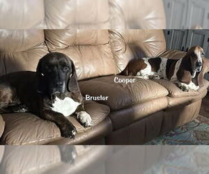 Basset Hound Dogs for adoption in Deepwater, NJ, USA
