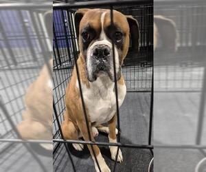 Boxer-Unknown Mix Dogs for adoption in Bakersfield, CA, USA