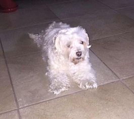 Puppyfinder.com: Maltese dogs for adoption near me in ...