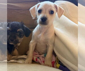 Chihuahua-Unknown Mix Dogs for adoption in Chico, CA, USA