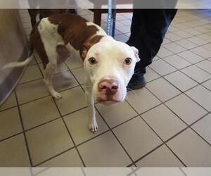 American Pit Bull Terrier-Unknown Mix Dogs for adoption in Ocala, FL, USA