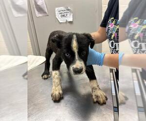 Australian Shepherd-Unknown Mix Dogs for adoption in Oklahoma City, OK, USA