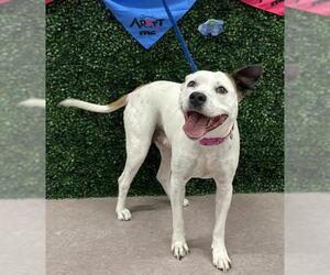 Staffordshire Bull Terrier-Unknown Mix Dogs for adoption in Grasswood, Saskatchewan, Canada