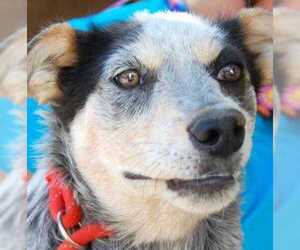 Mutt Dogs for adoption in Taos, NM, USA