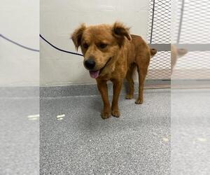 Chow Chow-Labrador Retriever Mix Dogs for adoption in Pasadena, TX, USA