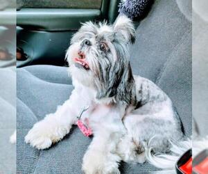 Shih Tzu Dogs for adoption in House Springs, MO, USA