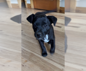 Boxer-Unknown Mix Dogs for adoption in MIDWAY, UT, USA
