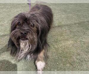 Maltese-Unknown Mix Dogs for adoption in Las Vegas, NV, USA