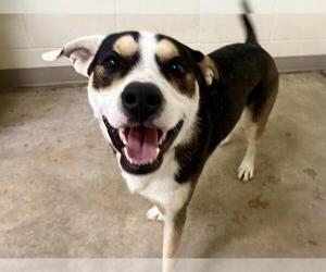 American Pit Bull Terrier-Black and Tan Coonhound Mix Dogs for adoption in Pueblo, CO, USA