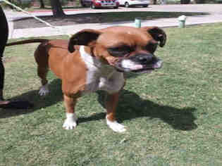 Boxer Dogs for adoption in Plano, TX, USA