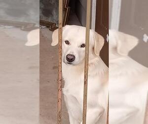 Labrador Retriever-Unknown Mix Dogs for adoption in San Antonio, TX, USA