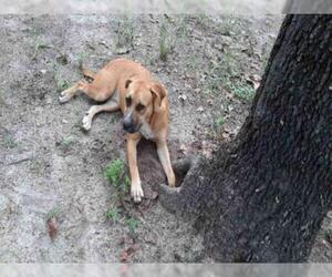Medium Photo #1 Mastiff Puppy For Sale in San Antonio, TX, USA