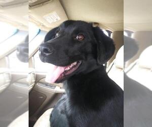 Borador Dogs for adoption in Arlington, TX, USA