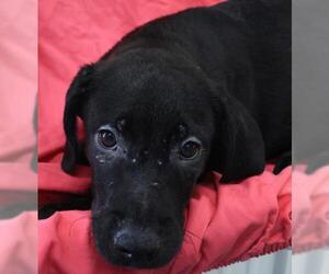 Labrador Retriever-Unknown Mix Dogs for adoption in Thief River Falls, MN, USA