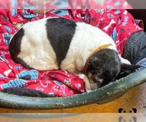 Rat Terrier Dogs for adoption in Mount Juliet, TN, USA