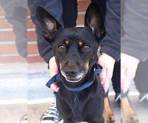 Dachshund-Unknown Mix Dogs for adoption in Carrollton, TX, USA