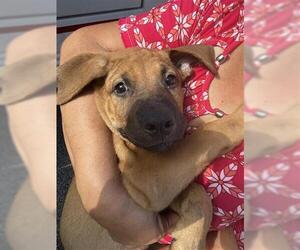Rottweiler-Unknown Mix Dogs for adoption in Houston, TX, USA