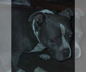 American Pit Bull Terrier Dogs for adoption in Tracy, CA, USA