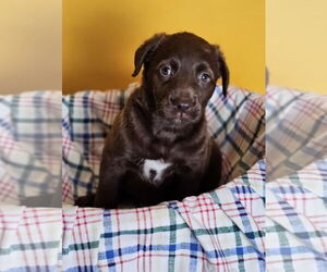 Golden Labrador Dogs for adoption in McKinney, TX, USA