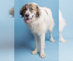 Great Pyrenees-Unknown Mix Dogs for adoption in Thomasville, NC, USA