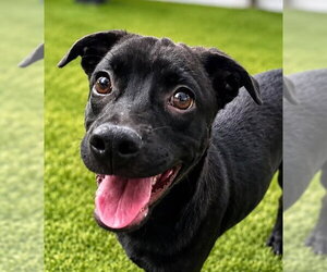 Labrador Retriever-Unknown Mix Dogs for adoption in Canton, CT, USA
