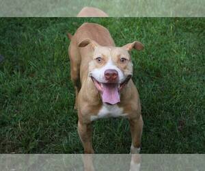 American Pit Bull Terrier-Unknown Mix Dogs for adoption in Columbus, MS, USA