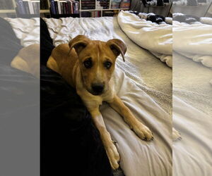 Australian Shepherd-Unknown Mix Dogs for adoption in Aurora, CO, USA