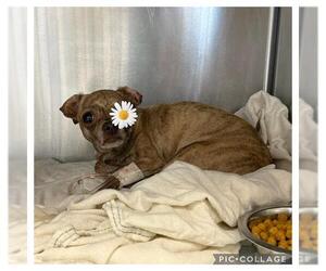 Chihuahua Dogs for adoption in San Antonio, TX, USA