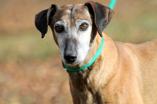 Greyhound Dogs for adoption in Sparta, TN, USA