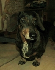 Dachshund Dogs for adoption in Rutledge, TN, USA