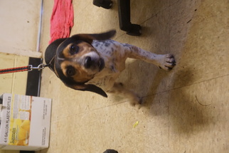 Beagle Dogs for adoption in Monroeville, AL, USA