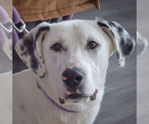 Great Dane-Labrador Retriever Mix Dogs for adoption in Huntley, IL, USA