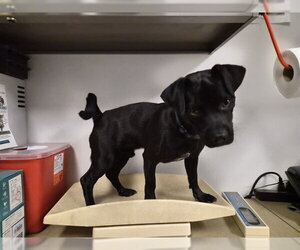 Pug-Unknown Mix Dogs for adoption in Corona, CA, USA