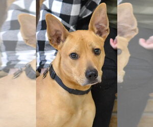 Pharaoh Hound-Unknown Mix Dogs for adoption in Enfield, CT, USA