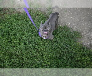French Bulldog Dogs for adoption in Decatur, IL, USA
