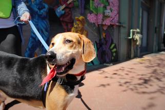 Treeing Walker Coonhound Dogs for adoption in Washington, DC, USA