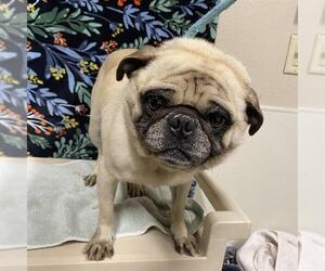 Pug Dogs for adoption in Modesto, CA, USA