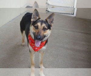 German Shepherd Dog-Unknown Mix Dogs for adoption in McKinney, TX, USA