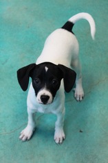 Pointer Dogs for adoption in Guthrie, OK, USA