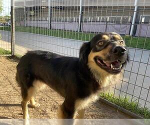German Shepherd Dog Dogs for adoption in Waco, TX, USA