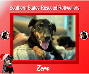 Rottweiler-Unknown Mix Dogs for adoption in White Hall, AR, USA