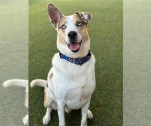 Catahoula Leopard Dog Dogs for adoption in Pompano Beach , FL, USA