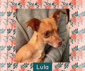 Chihuahua Dogs for adoption in Littleton, CO, USA