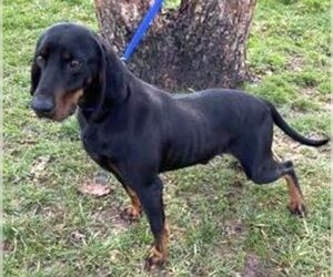 Black and Tan Coonhound Dogs for adoption in Boonton, NJ, USA