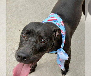 Mutt Dogs for adoption in Tulsa, OK, USA