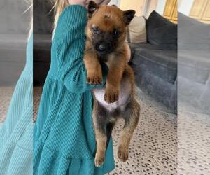 Mutt Dogs for adoption in Incline Village, NV, USA