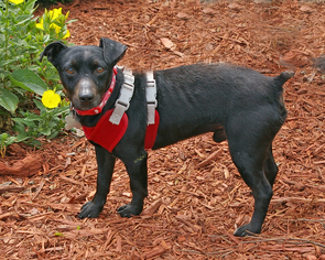 Miniature Pinscher-Unknown Mix Dogs for adoption in Fletcher, NC, USA
